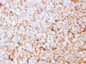 Antibody A249327-100 100 µg