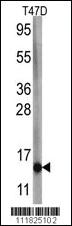 Anti-FAU Rabbit Polyclonal Antibody