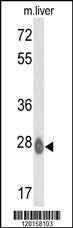 Anti-ETHE1 Rabbit Polyclonal Antibody