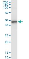 Anti-HLA-E Rabbit Polyclonal Antibody