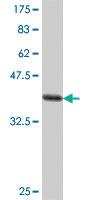 Anti-MFN1 Mouse Polyclonal Antibody