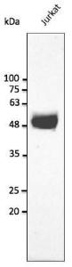 Jurkat cell lysate detected with Anti-CD2 Antibody at a 1:2,500 dilution. Lysate at 50 µg and rabbit anti-goat IgG antibody (HRP) at a 1:10,000 dilution