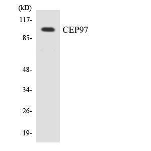 Western blot analysis of the lysates from COLO205 cells using Anti-CEP97 Antibody