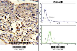 Anti-ETHE1 Rabbit Polyclonal Antibody