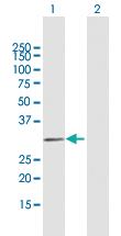 Anti-MYF6 Mouse Polyclonal Antibody