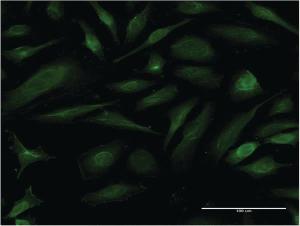 Anti-EIF1AY Mouse Monoclonal Antibody [clone: 2B8]