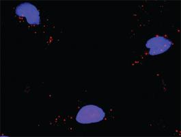 Anti-CDK7 + MCM7 Antibody Pair