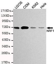 Anti-NRF1 Mouse Monoclonal Antibody [clone: 13k130]