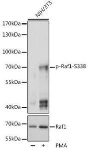 Anti-Raf1 (phospho Ser338) Antibody (A10978)