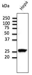 Anti-RAB11 Goat Polyclonal Antibody