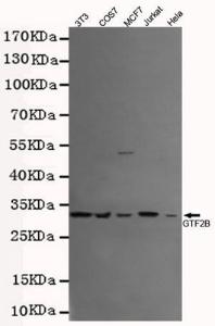 Anti-GTF2B Mouse Monoclonal Antibody [clone: 13k131]