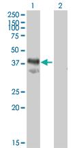 Anti-IMPACT Mouse Polyclonal Antibody