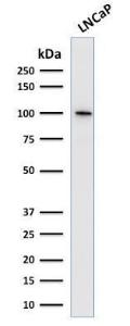 Western blot analysis of human LNCaP cell lysate using Anti-PSMA Antibody [SPM500]