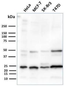 Antibody A249327-100 100 µg