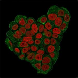 Immunofluorescent analysis of MCF-7 cells stained with Anti-CD47 Antibody [CD47/3019] followed by Goat Anti-Mouse IgG (CF and #174; 488) (Green). Nuclei are stained with RedDot