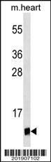 Anti-UBL5 Mouse Monoclonal Antibody