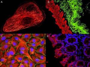 Mouse IGG3 antibody 500 µg