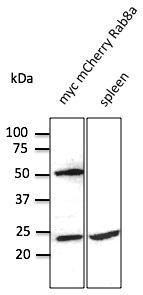 Anti-RAB8 antibody