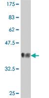 Anti-USP20 Mouse Polyclonal Antibody