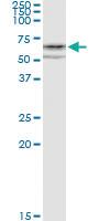 Anti-CYP1A1 Polyclonal Antibody Pair