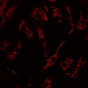 Anti-RAB8 antibody