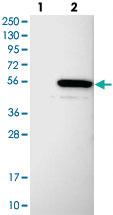 Anti-ARMT1 Rabbit Polyclonal Antibody