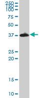 Anti-IMPACT Mouse Polyclonal Antibody