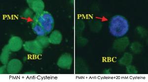 Anti-L-Cysteine Monoclonal Antibody [clone: F2D]