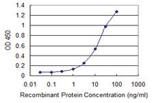 Anti-NAA20 Mouse Monoclonal Antibody [clone: 2C6]