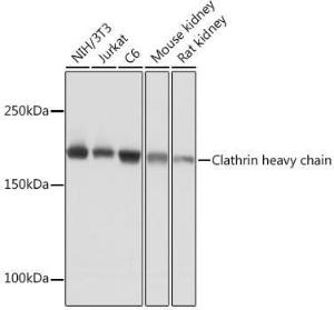 Anti-Clathrin Heavy Chain Rabbit Monoclonal Antibody [clone: ARC1228]