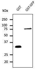 Anti-GST Goat Polyclonal Antibody