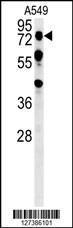 Anti-OLFML2A Rabbit Polyclonal Antibody (FITC (Fluorescein Isothiocyanate))