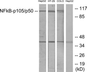 Western blot analysis of lysates from HepG HT-29, and COLO cells using Anti-NF kappa B p105/p50 Antibody. The right hand lane represents a negative control, where the antibody is blocked by the immunising peptide