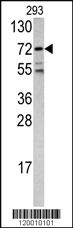 Anti-FOXO1 Rabbit Polyclonal Antibody