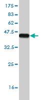 Anti-RBMS3 Mouse Monoclonal Antibody [clone: 3B11]