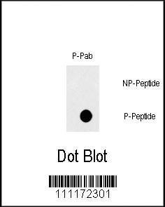 Anti-FAS Rabbit Polyclonal Antibody