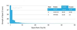 Analysis of protein array containing more than 19,000 full-length human proteins using Anti-PSMA Antibody [FOLH1/3734] Z-Score and S- Score