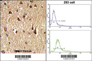 Anti-FOXO1 Rabbit Polyclonal Antibody