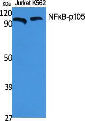 Western blot analysis of various cells using Anti-NF kappa B p105/p50 Antibody