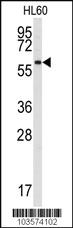 Anti-SRMS Rabbit Polyclonal Antibody