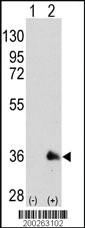 Anti-SOX2 Mouse Monoclonal Antibody