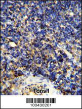 Anti-PTPRC Rabbit Polyclonal Antibody