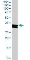 Anti-CSN1S1 Rabbit Polyclonal Antibody