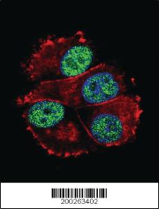 Anti-SOX2 Mouse Monoclonal Antibody