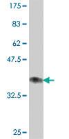 Anti-CYP1A2 Mouse Polyclonal Antibody