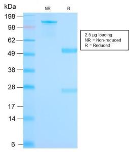 Antibody A249327-100 100 µg