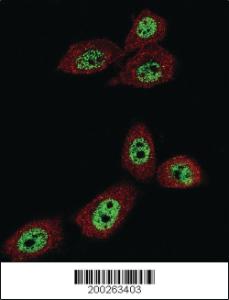 Anti-SOX2 Mouse Monoclonal Antibody