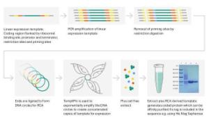 illustra™ TempliPhi™ Sequence Resolver Kit