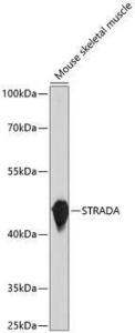 Western blot analysis of extracts of Mouse skeletal muscle, using Anti-STRAD Antibody (A305889) at 1:1000 dilution