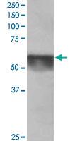 Anti-KPNA4 Goat Polyclonal Antibody